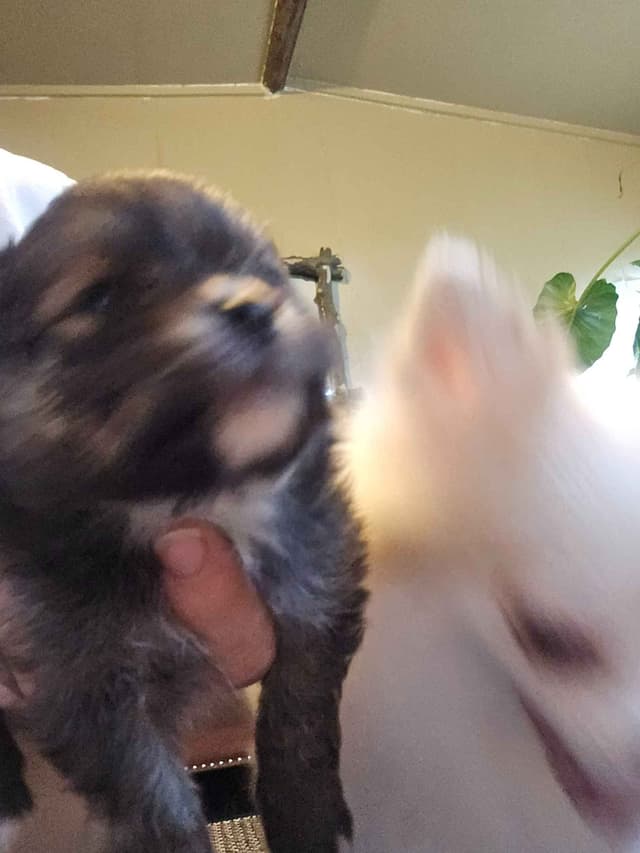 Pomeranian Puppies media 14