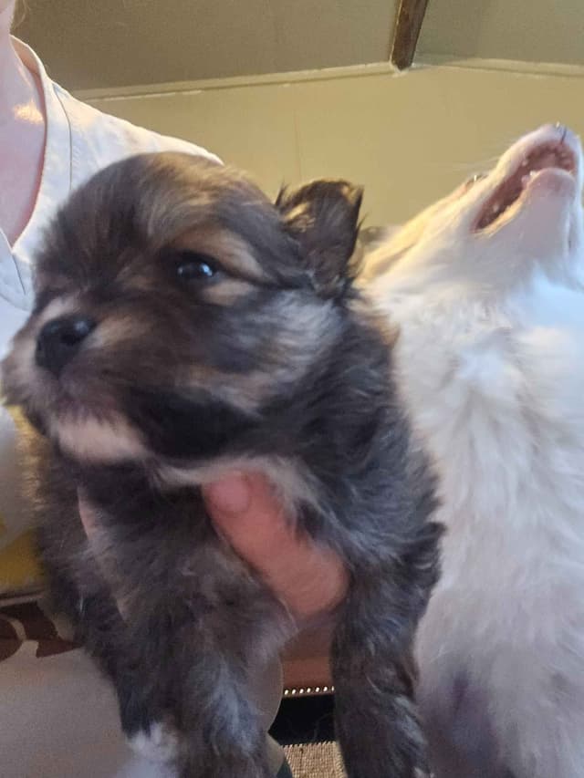 Pomeranian Puppies media 16
