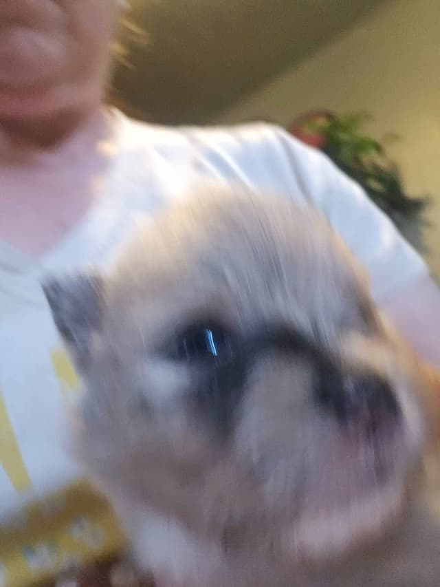 Pomeranian Puppies media 17
