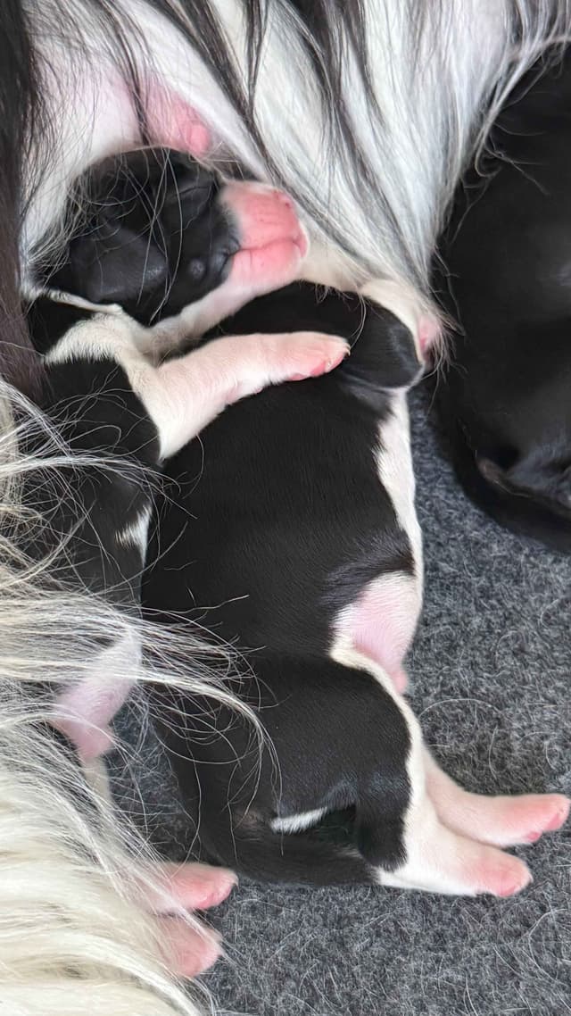 English Springer Spaniel Puppies media 3