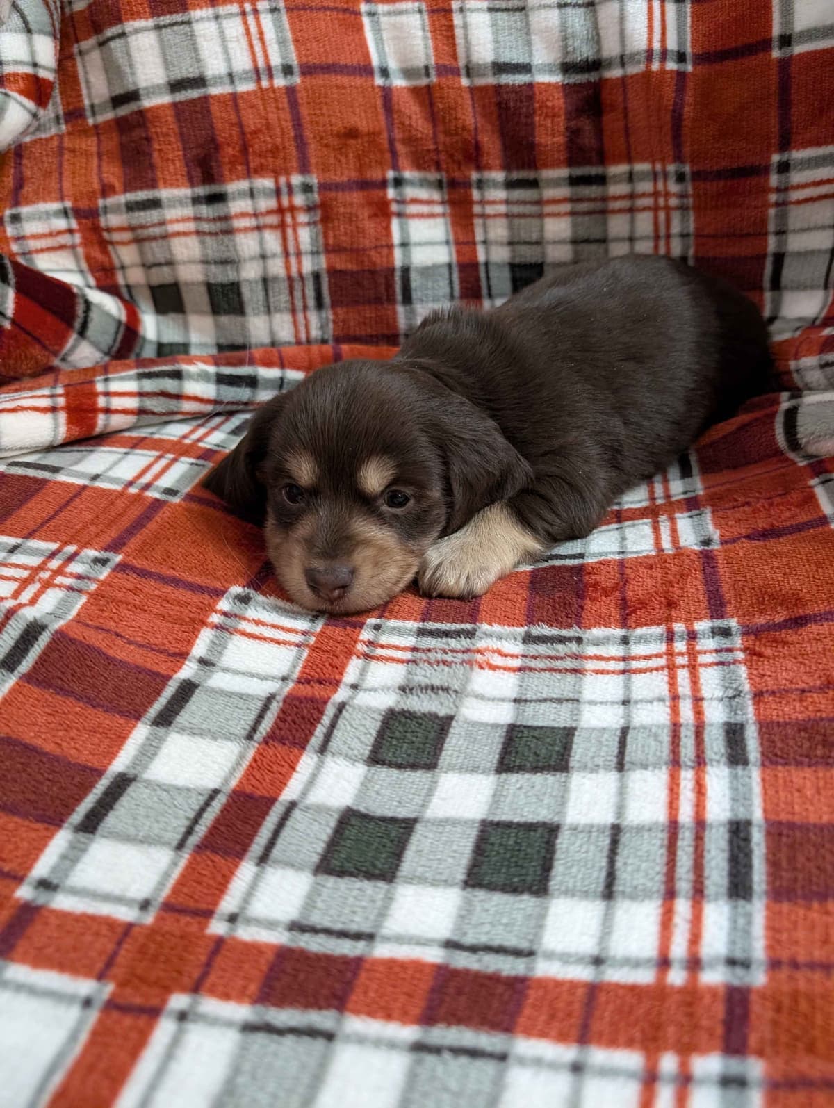 Cedar Grove Dachshunds breeder image 3