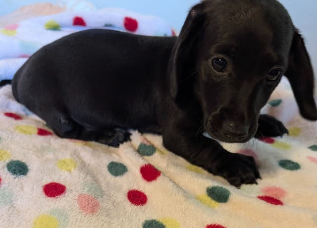 Cedar Grove Dachshunds media 2