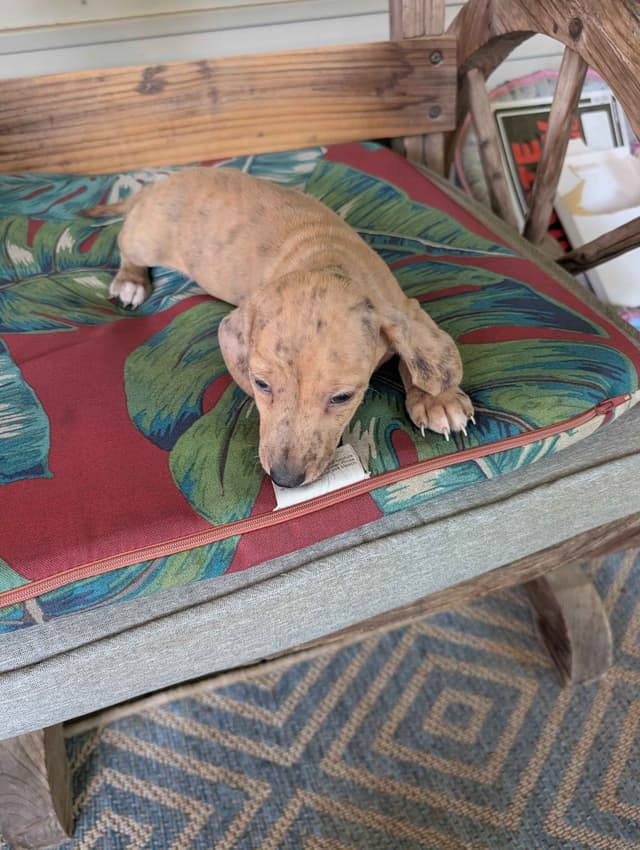 Cedar Grove Dachshunds media 3
