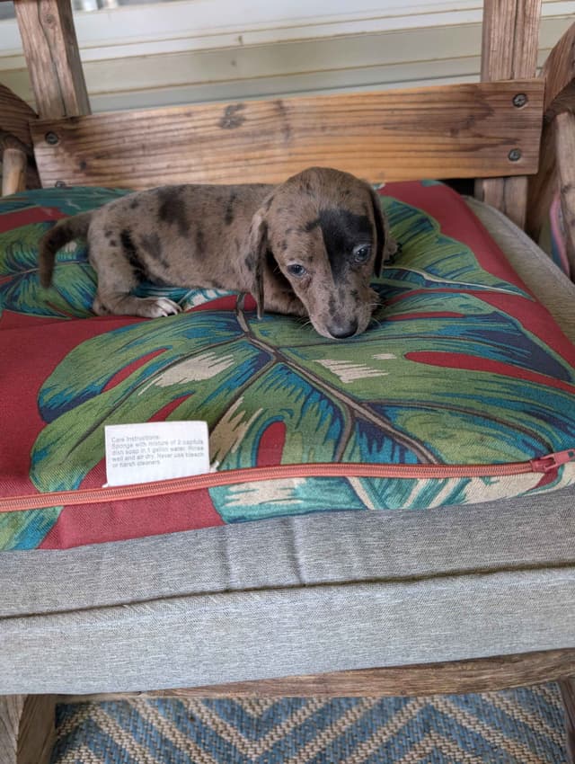 Cedar Grove Dachshunds media 4