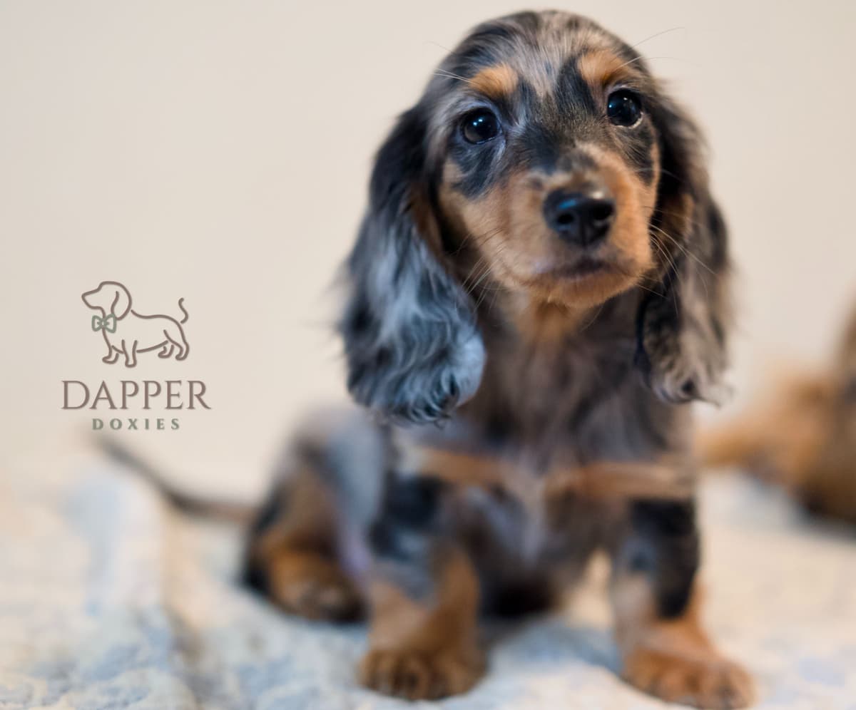 Longhaired Dachshund Puppies breeder image 1