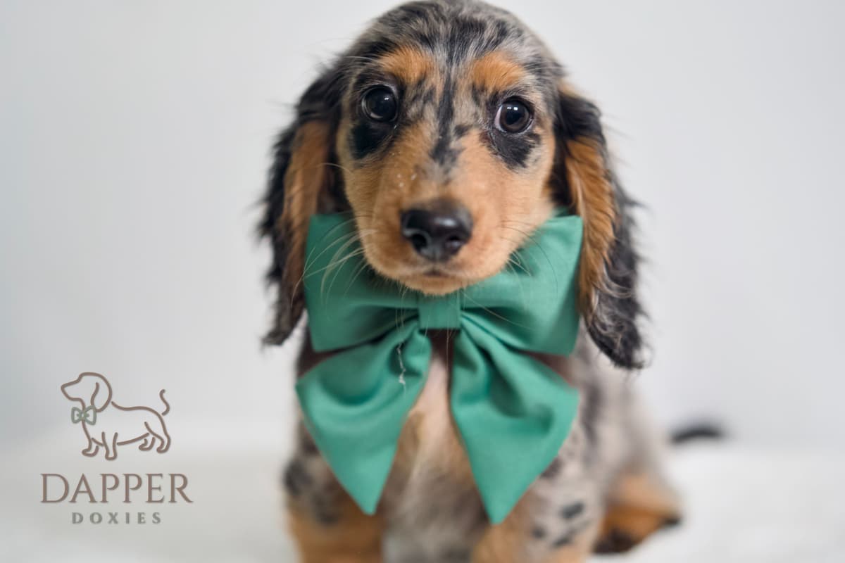 Longhaired Dachshund Puppies breeder image 3