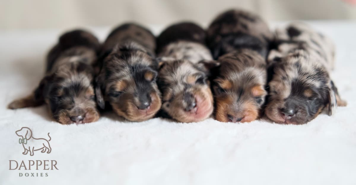 Longhaired Dachshund Puppies breeder image 5