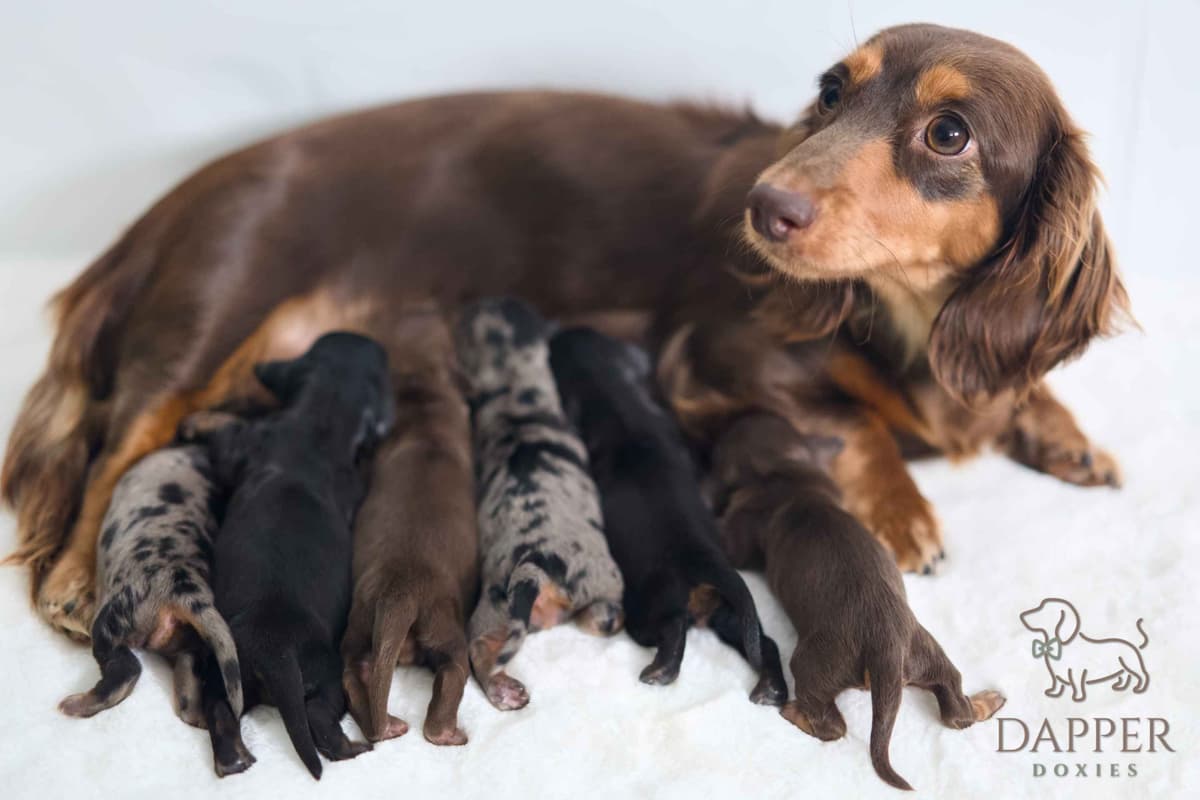Longhaired Dachshund Puppies breeder image 7
