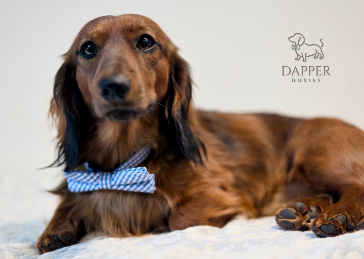 Longhaired Dachshund Puppies breeder image 8
