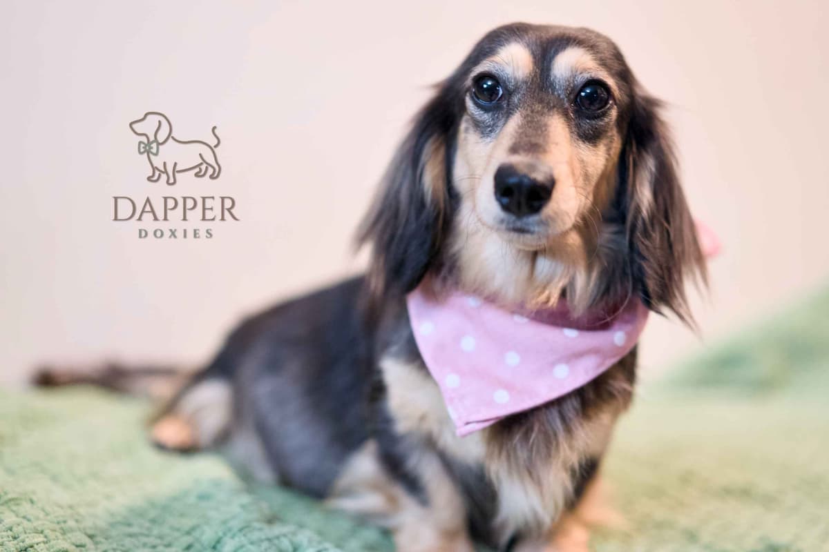 Longhaired Dachshund Puppies breeder image 10