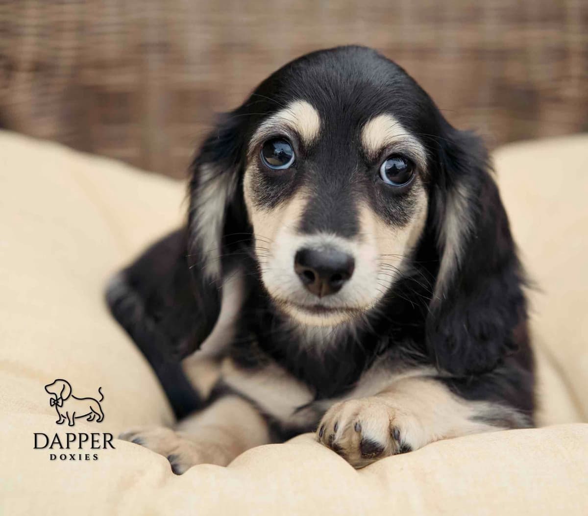 Longhaired Dachshund Puppies breeder image 11