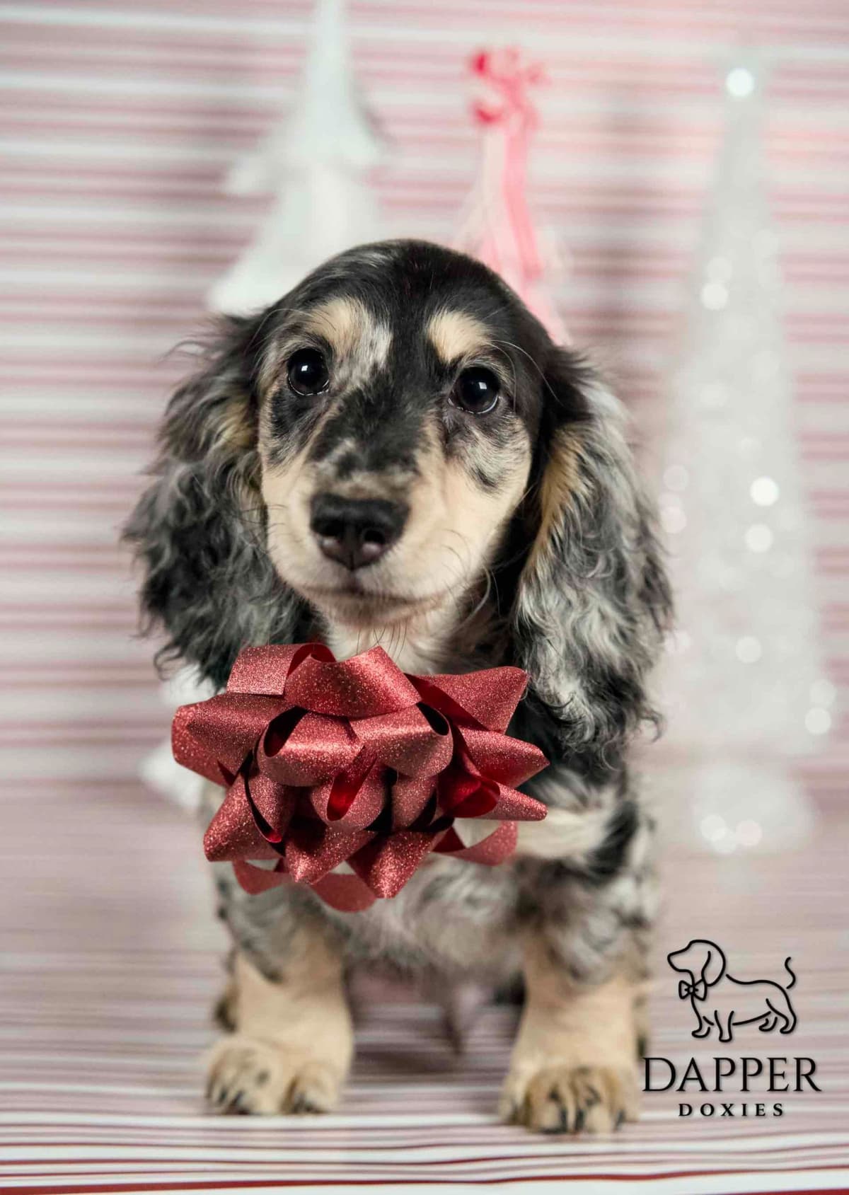 Longhaired Dachshund Puppies breeder image 12