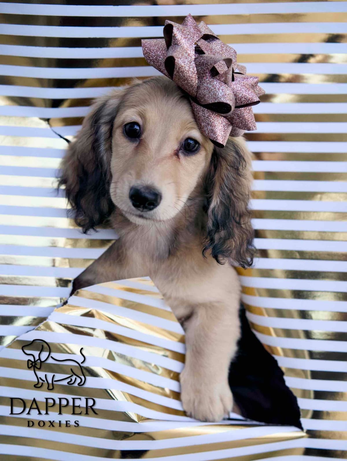 Longhaired Dachshund Puppies breeder image 13