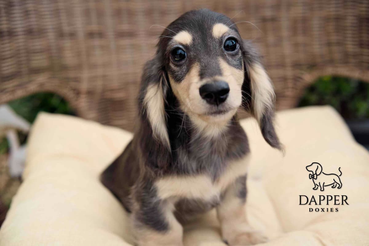 Longhaired Dachshund Puppies breeder image 14