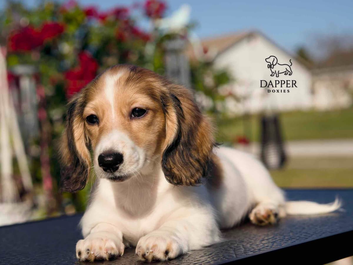 Longhaired Dachshund Puppies breeder image 16