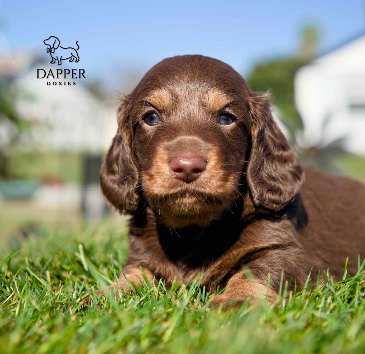 Longhaired Dachshund Puppies breeder image 17