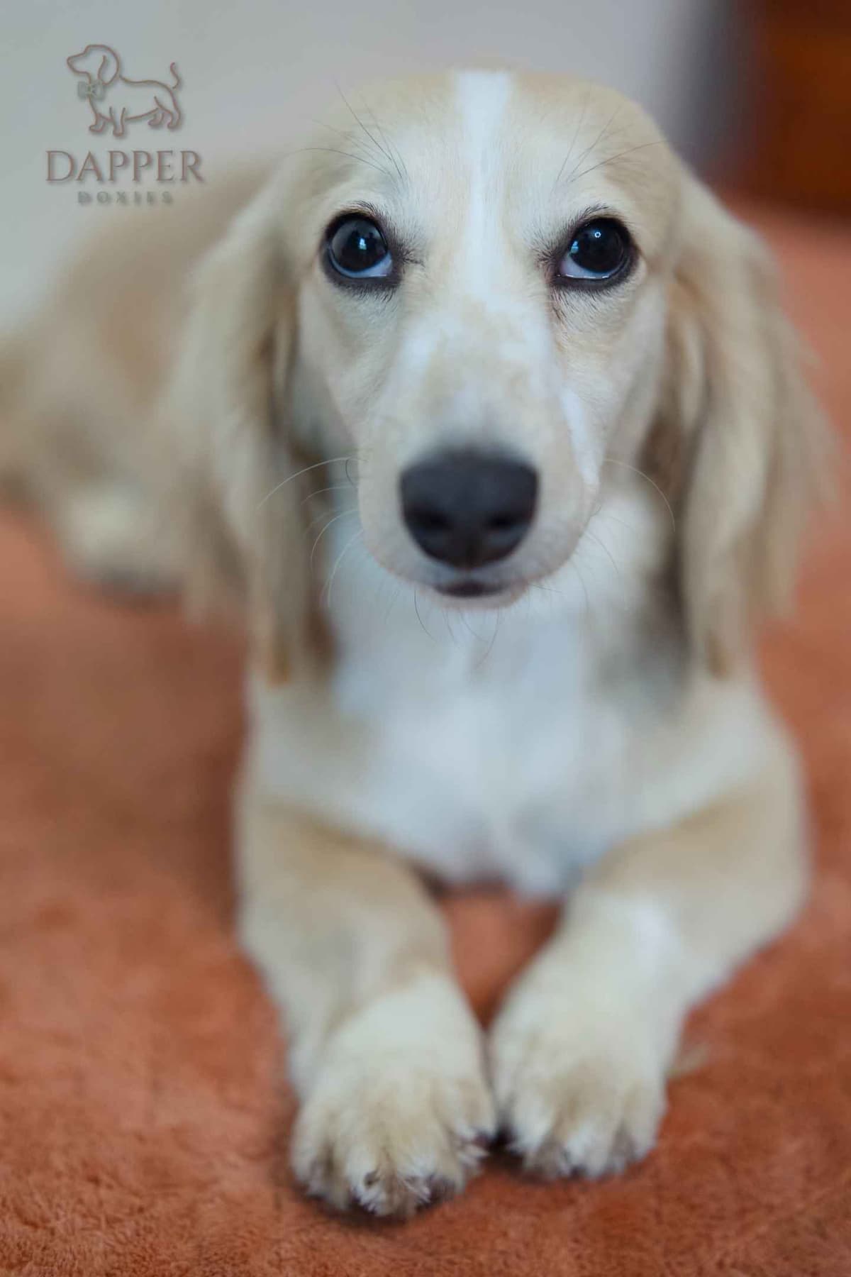 Longhaired Dachshund Puppies breeder image 18