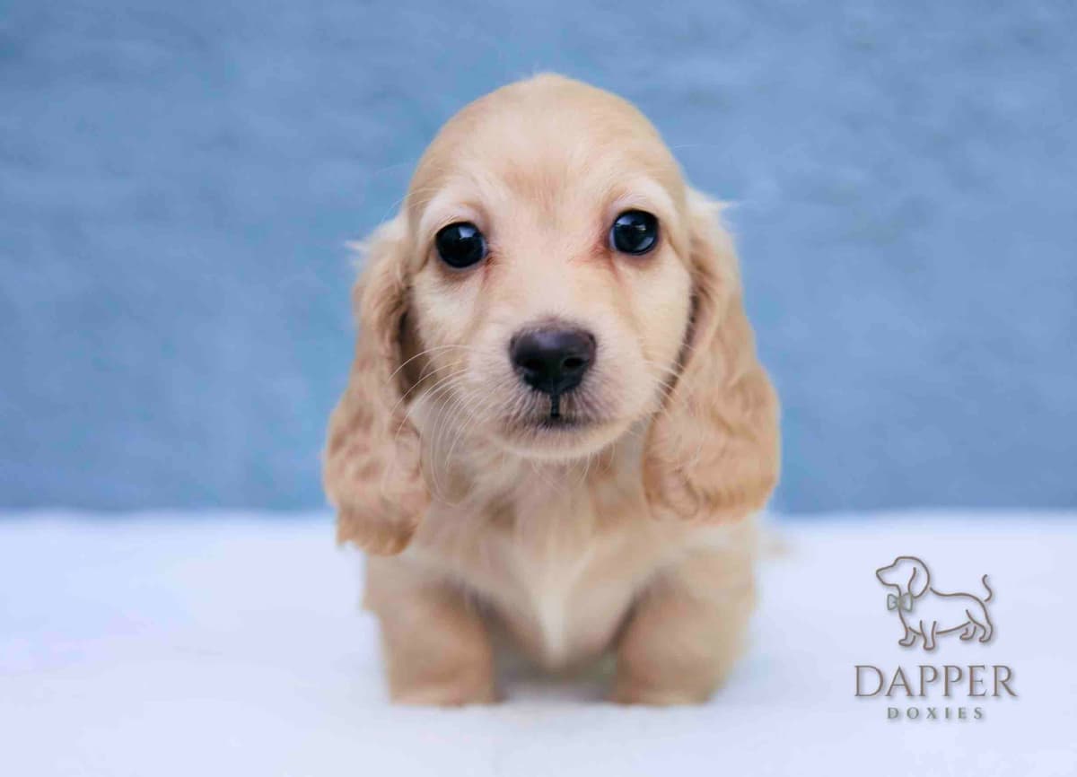 Longhaired Dachshund Puppies breeder image 20