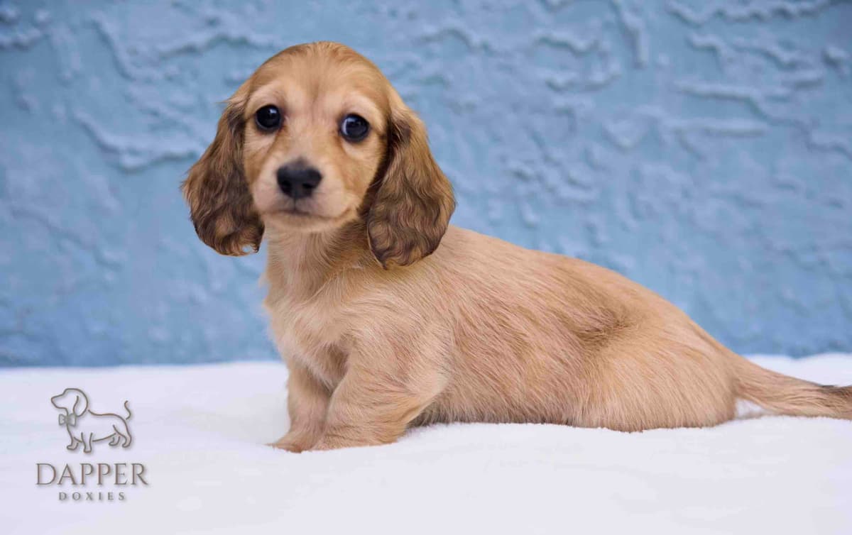 Longhaired Dachshund Puppies breeder image 21
