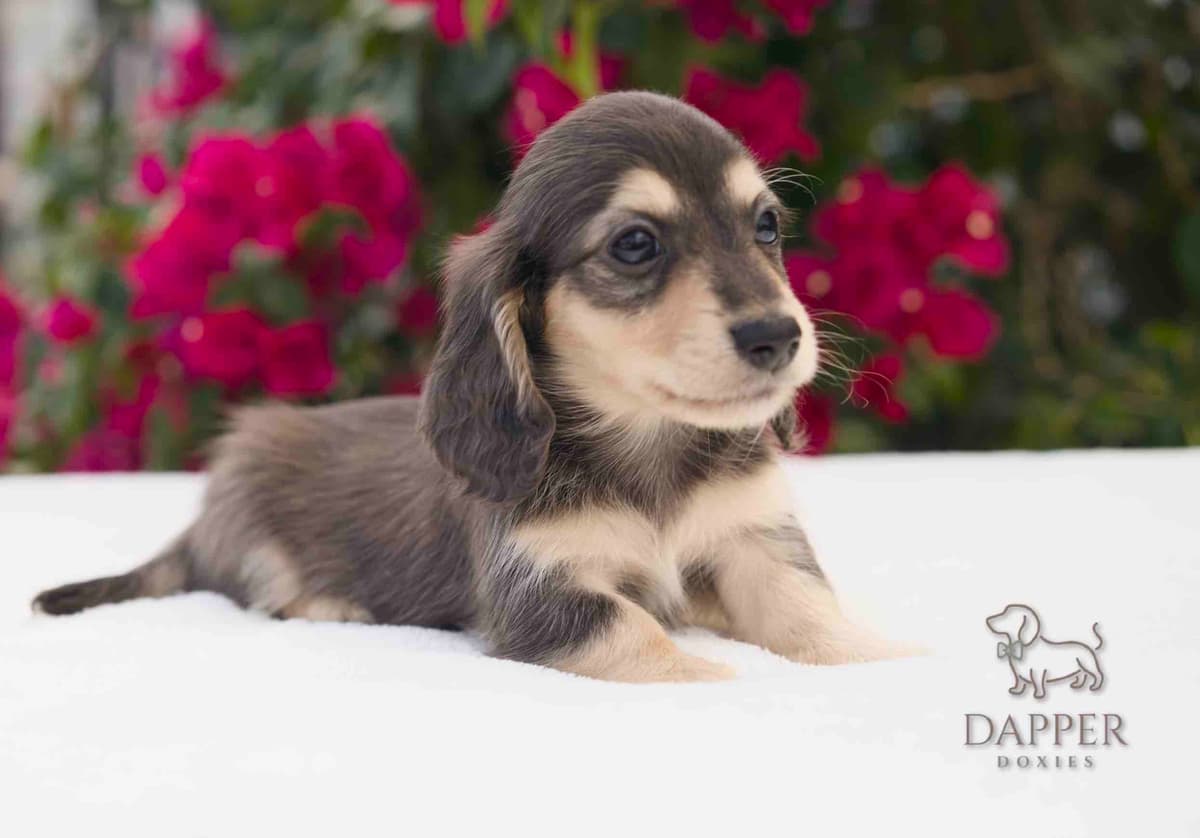 Longhaired Dachshund Puppies breeder image 22