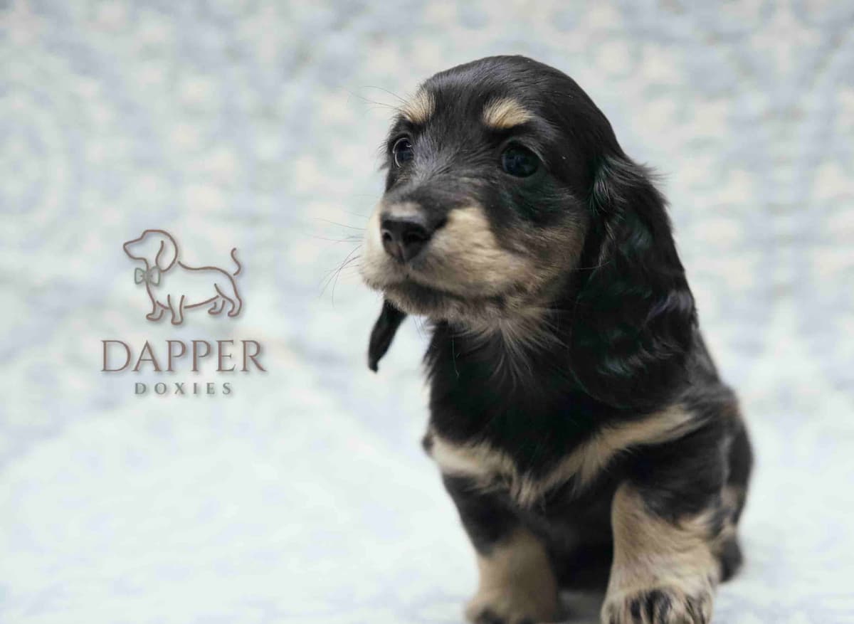 Longhaired Dachshund Puppies breeder image 23