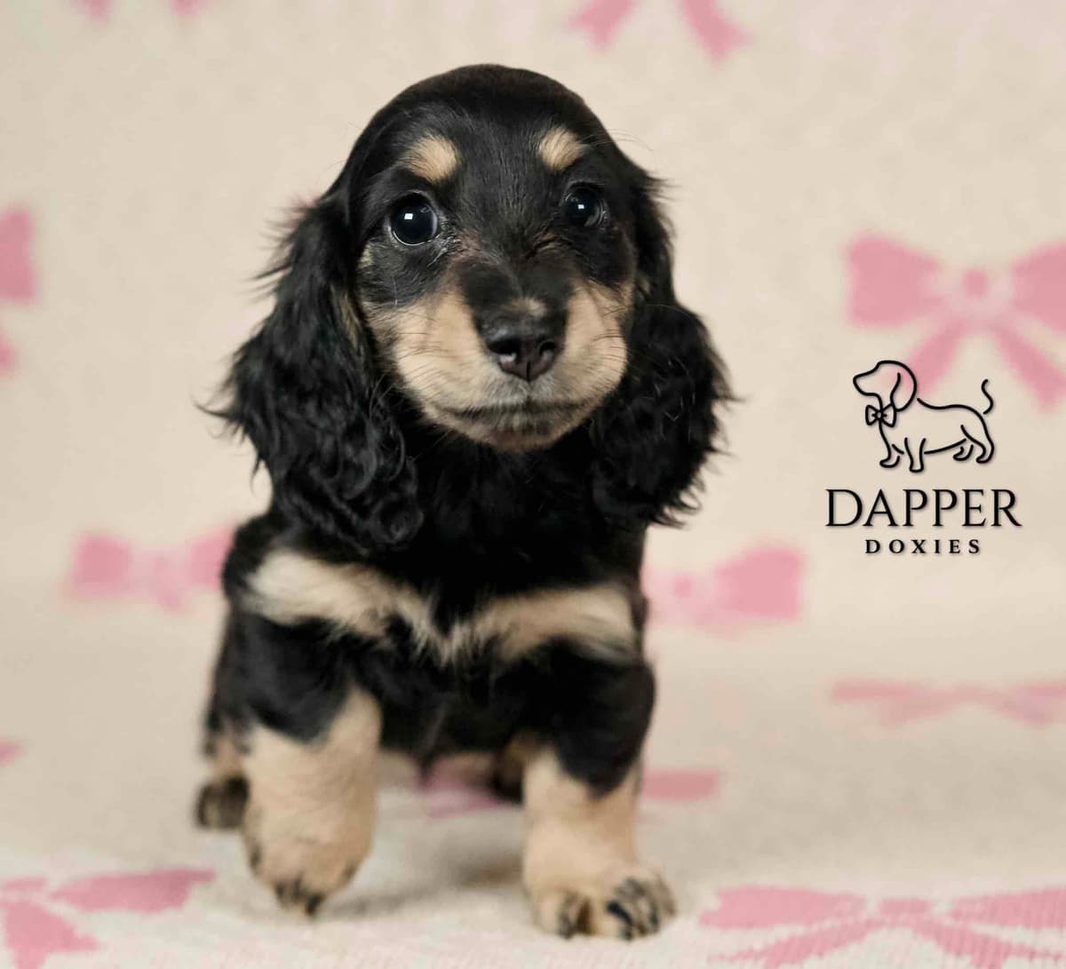 Longhaired Dachshund Puppies breeder image 24