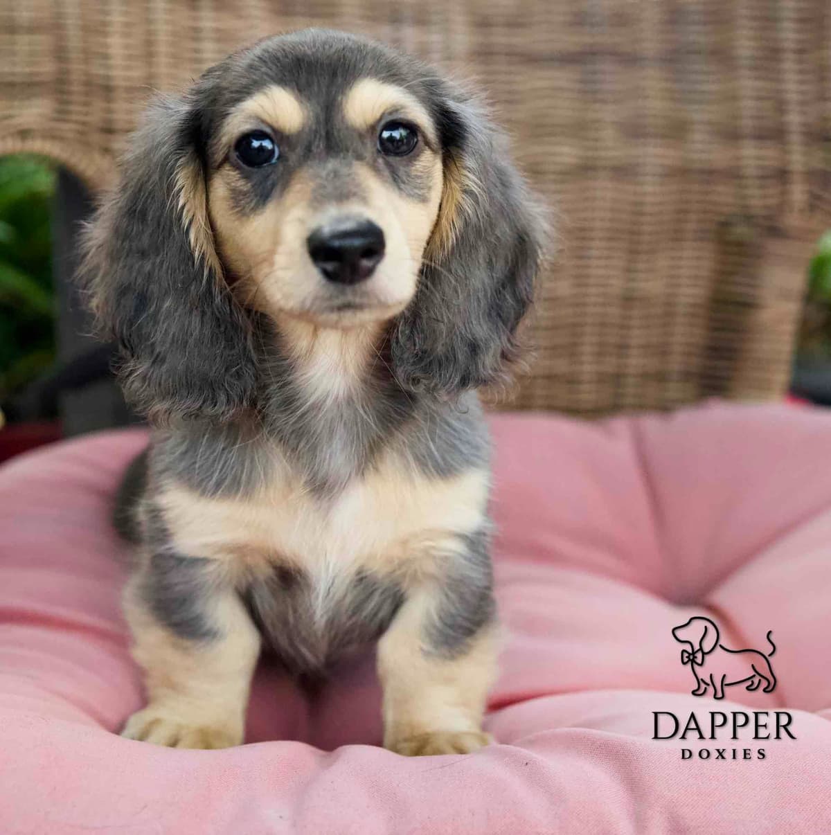Longhaired Dachshund Puppies breeder image 25