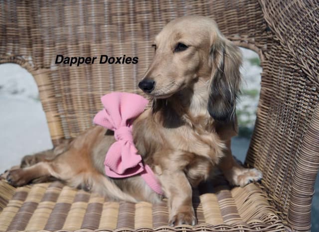Longhaired Dachshund Puppies media 4