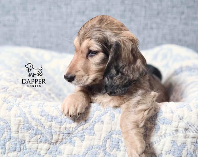 Longhaired Dachshund Puppies media 2