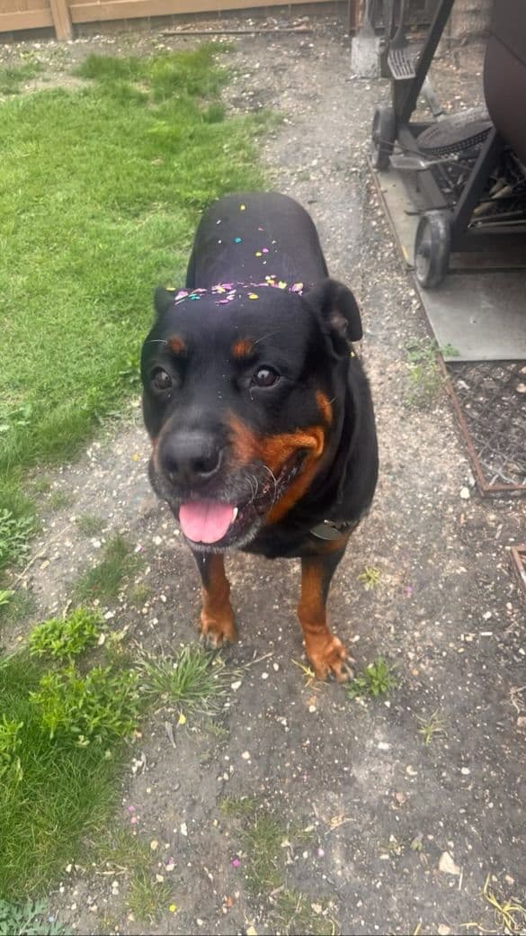 Rottweiler Puppies breeder image 1