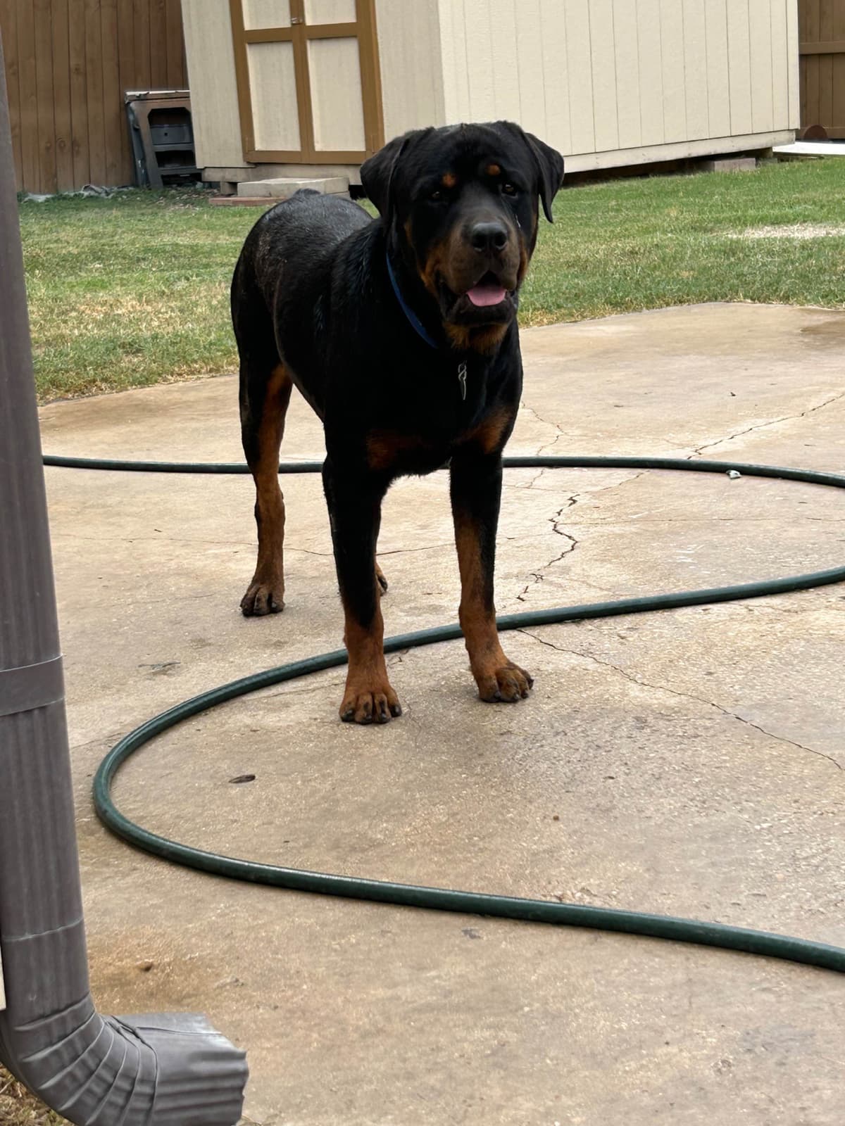 Rottweiler Puppies breeder image 4