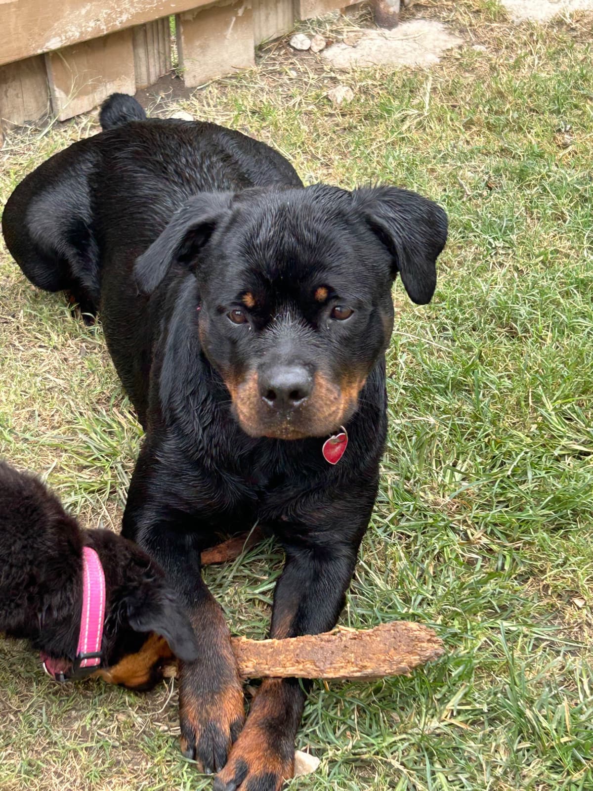 Rottweiler Puppies breeder image 5