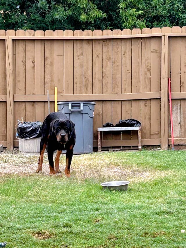Rottweiler Puppies media 3
