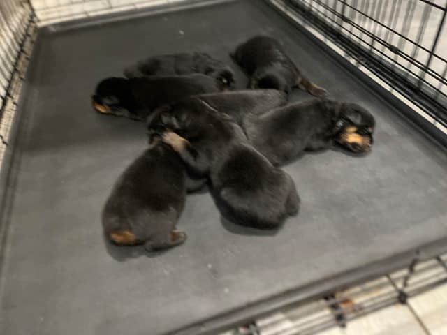 Rottweiler Puppies media 4