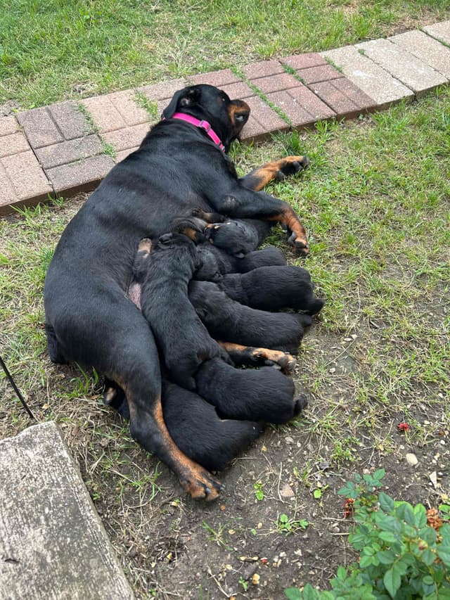 Rottweiler Puppies media 5
