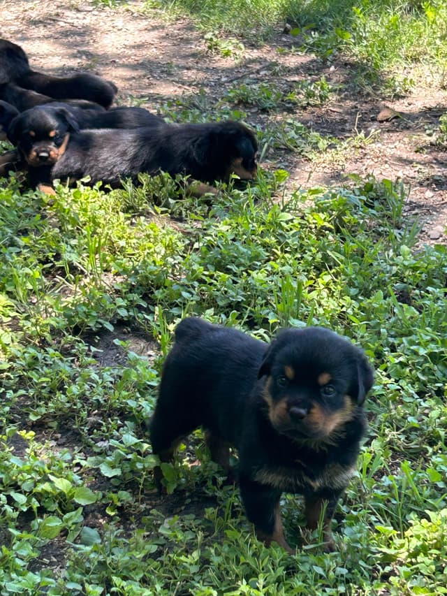 Rottweiler Puppies media 6