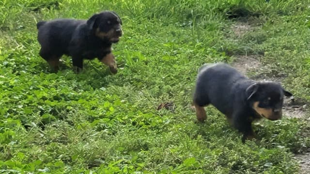 Rottweiler Puppies media 9