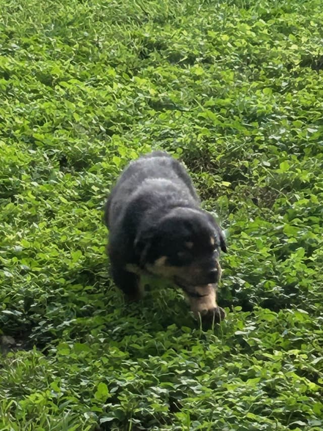 Rottweiler Puppies media 8
