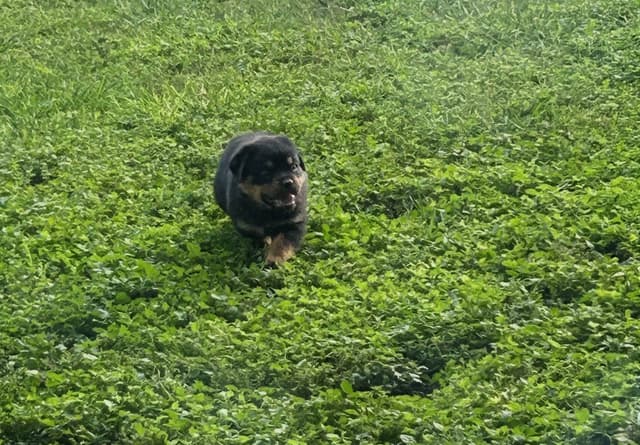 Rottweiler Puppies media 10
