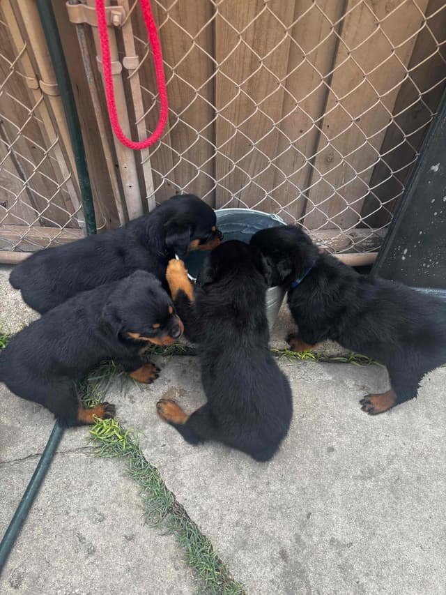 Rottweiler Puppies media 11