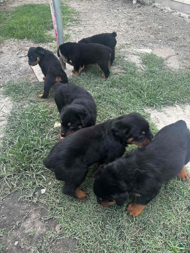 Rottweiler Puppies media 12