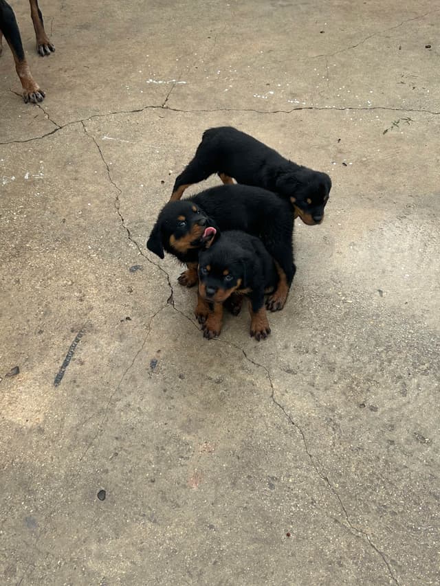 Rottweiler Puppies media 13