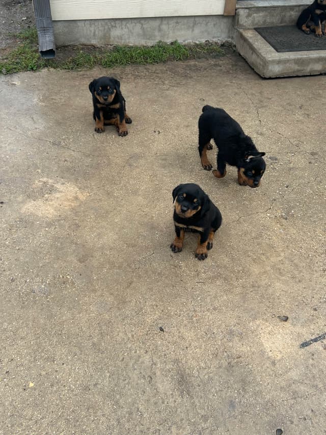 Rottweiler Puppies media 15