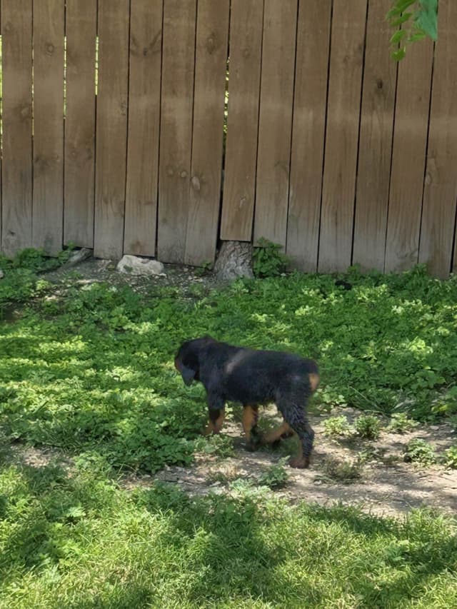 Rottweiler Puppies media 20