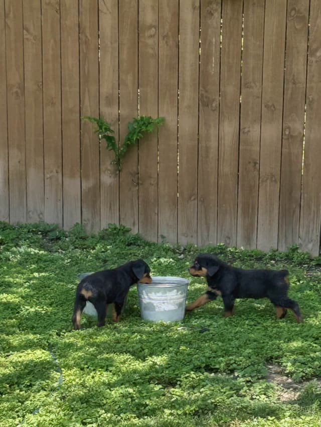 Rottweiler Puppies media 16