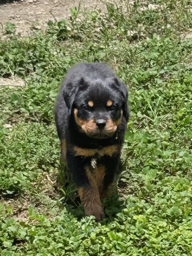 Rottweiler Puppies media 17
