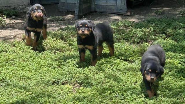 Rottweiler Puppies media 19