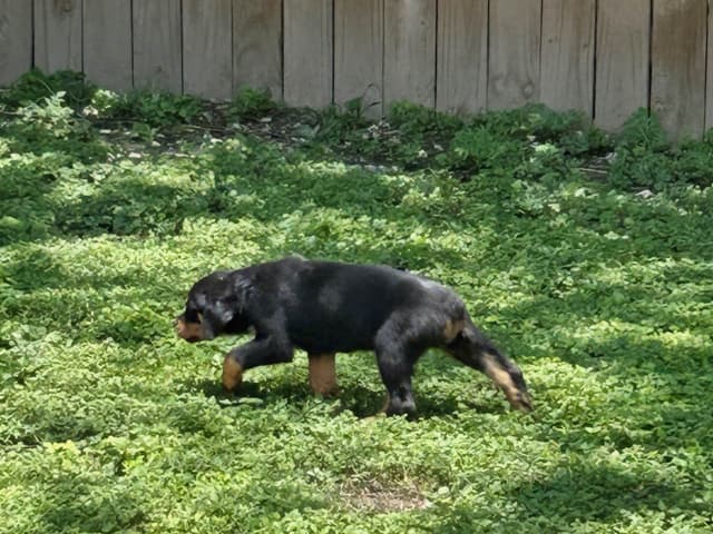 Rottweiler Puppies media 18