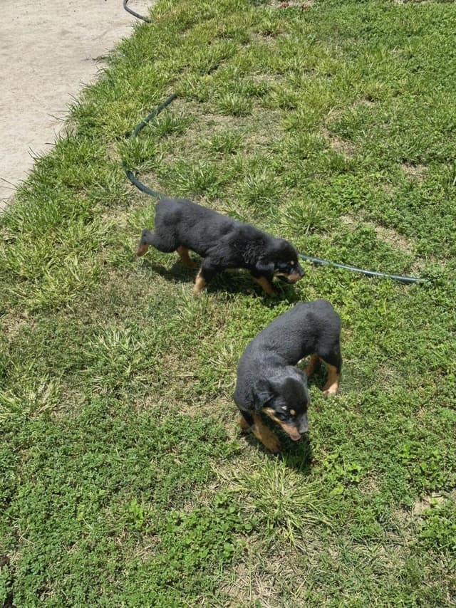 Rottweiler Puppies media 21
