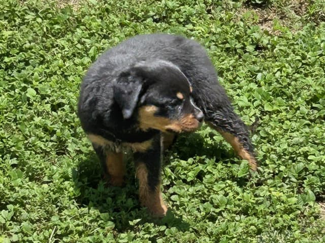 Rottweiler Puppies media 22